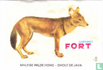 Maleise wilde hond
