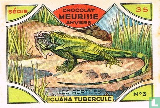 Les reptiles - Iguana tuberculé