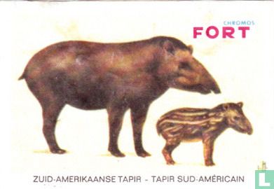 Zuid-Amerikaanse tapir