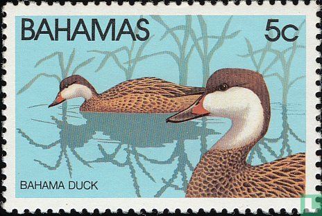 Bahama Duck