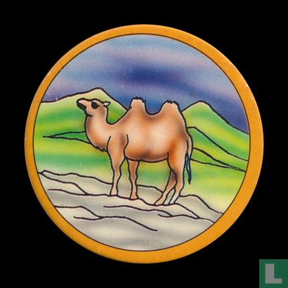 Kamel - Bild 1