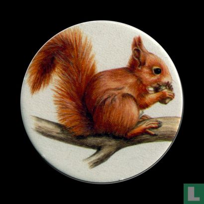 Red Squirrel - Image 1