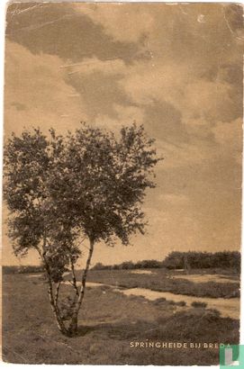 Springheide Mastbosch