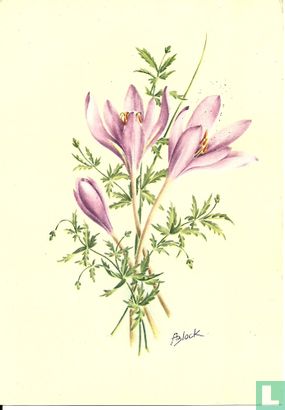 Alpenherfsttijloos