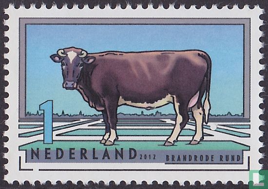 Dutch cattle breeds