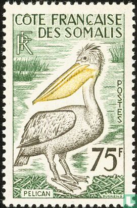 Pink-backed pelican