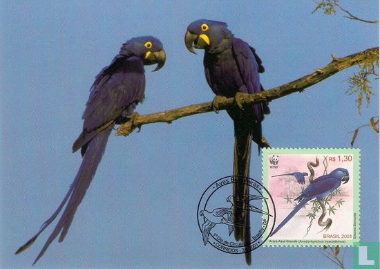 WWF - Braziliaanse papegaaien