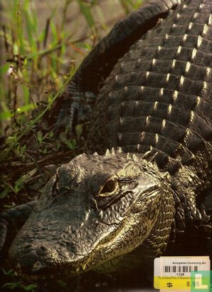 Everglades, The Continuing Story - Bild 2