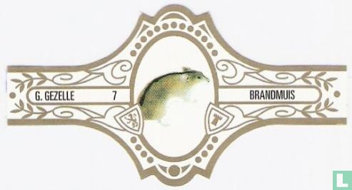 Brandmuis - Image 1