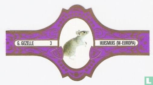 Huismuis (M-Europa) - Image 1