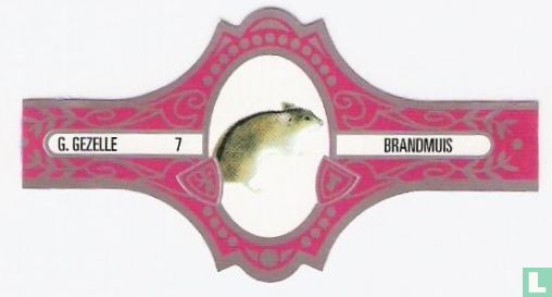 Brandmuis - Image 1