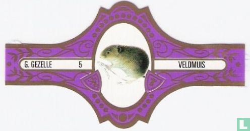 Veldmuis - Image 1