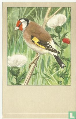 Putter / Chardonneret / Stieglitz / Goldfinch / Carduélis carduélis subsp. - Afbeelding 1