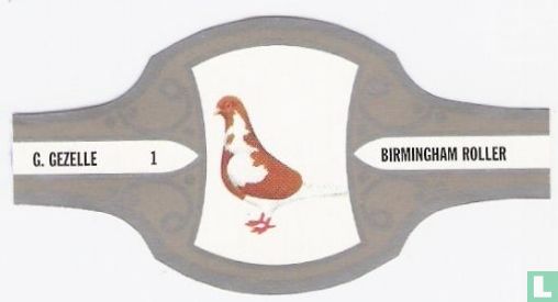 Birmingham Roller - Bild 1