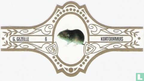 Kortoormuis - Image 1