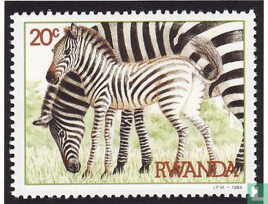 Zebra en kafferbuffels