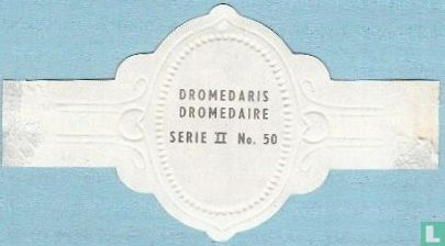 Dromedaris - Image 2