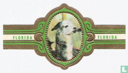 Lama - Afbeelding 1