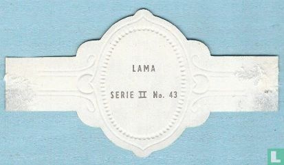 Lama - Afbeelding 2