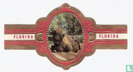 Bison - Image 1