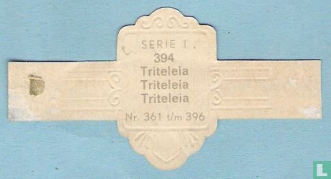 Triteleia - Afbeelding 2