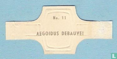 Aegoidus Debauvei - Image 2