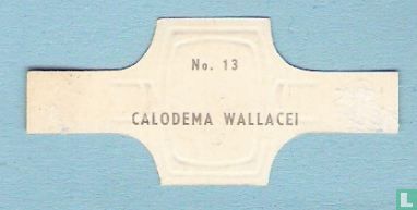Calodema Wallacei - Image 2