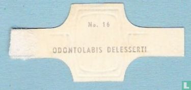 Odontolabis Delesserti - Image 2