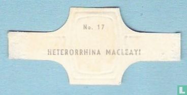 Heterorrhina macleayi - Image 2