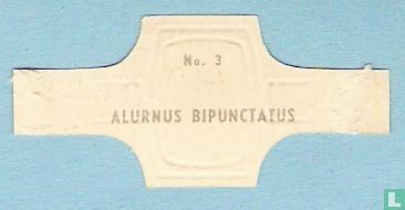Alurnus Bipunctatus - Image 2
