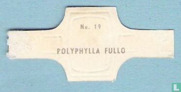 Polyphylla Fullo - Image 2