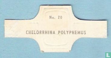 Chelorrhina Polyphem - Image 2