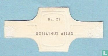 Goliathus Atlas - Image 2
