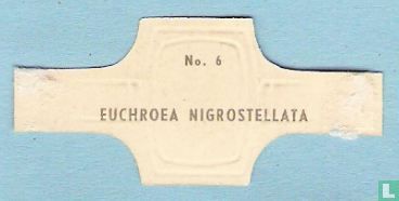 Euchroea Nigrostellata - Image 2