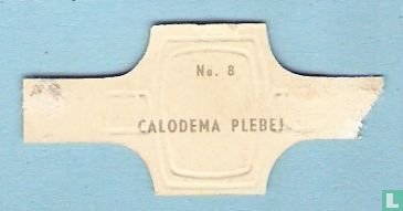 Calodema plebeja - Image 2