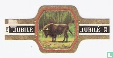 Europese Bison - Image 1