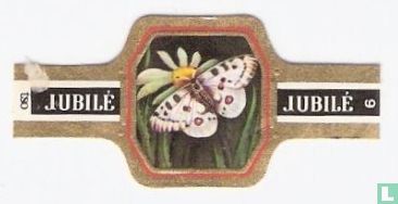 Apollo Vlinder - Bild 1