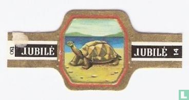 Olifant-schildpad - Image 1