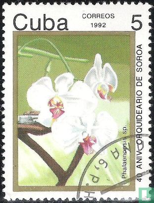40 Jahre Soroa Orchideen-park