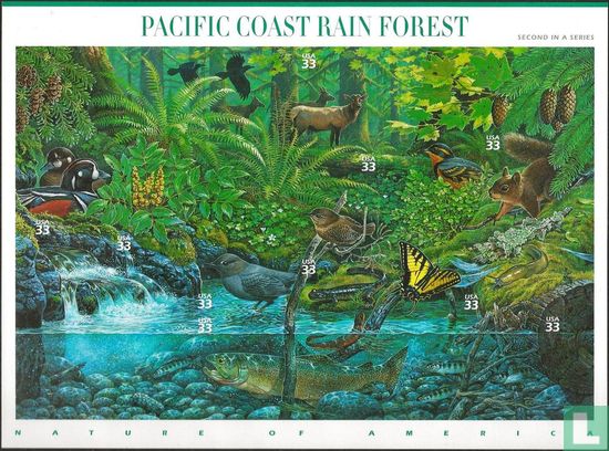 Pacific regenwoud - Afbeelding 1
