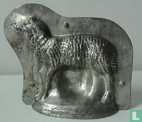 Schaap