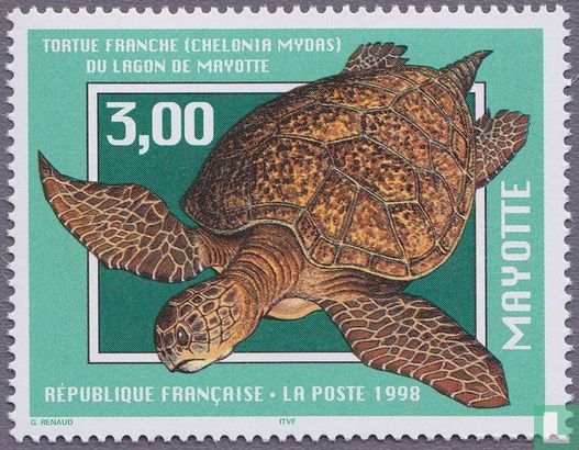 Groene zeeschildpad