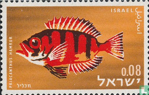 Vissen uit de Rode Zee