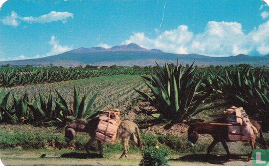 Vista tipica de paisaje Mexicano - Afbeelding 1