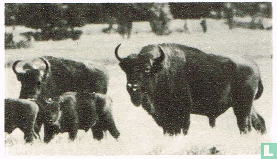 De Europese Bison of Wisent - Afbeelding 1