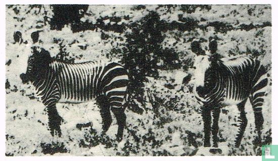 De Bergzebra - Image 1