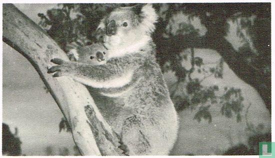 De Koala - Image 1