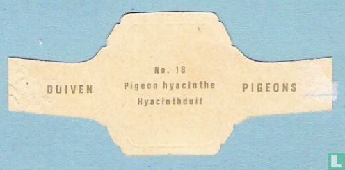 Hyacinthduif - Image 2