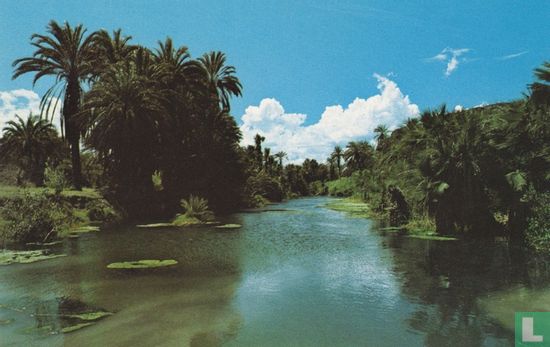 Palmares y Rio Mulegé - Afbeelding 1