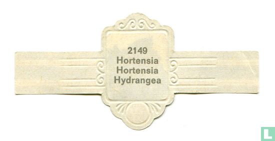 Hortensia - Hydrangea - Afbeelding 2